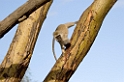 Serengeti Vervet Monkey01